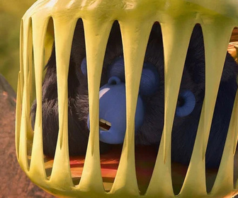 Les as de la jungle à la rescousse - 20/02/2026