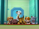 Paw Patrol, la Pat'Patrouille Paw Patrol, la Pat'Patrouille
