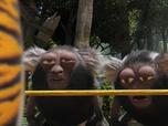 Les as de la jungle à la rescousse